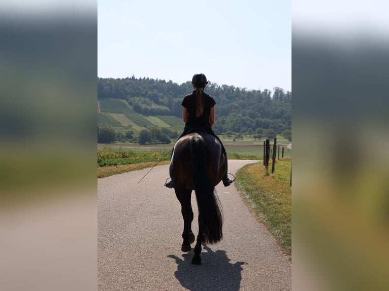 Zangersheider Gelding 5 years 16 hh Black in Oberderdingen