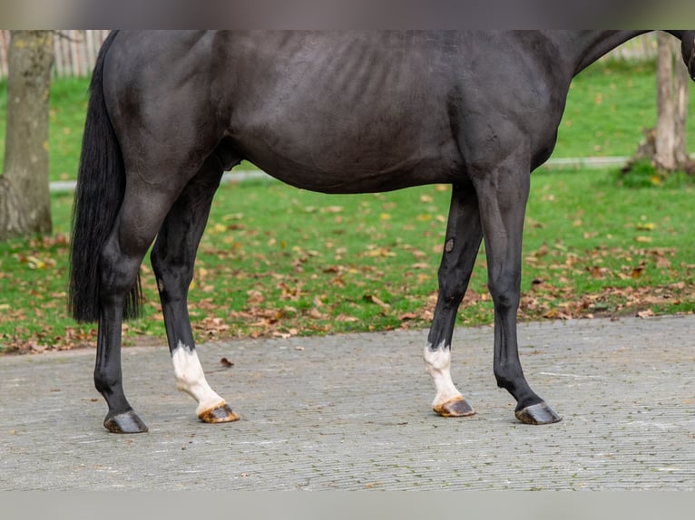 Zangersheider Gelding 5 years 16 hh Black in Grote Brogel