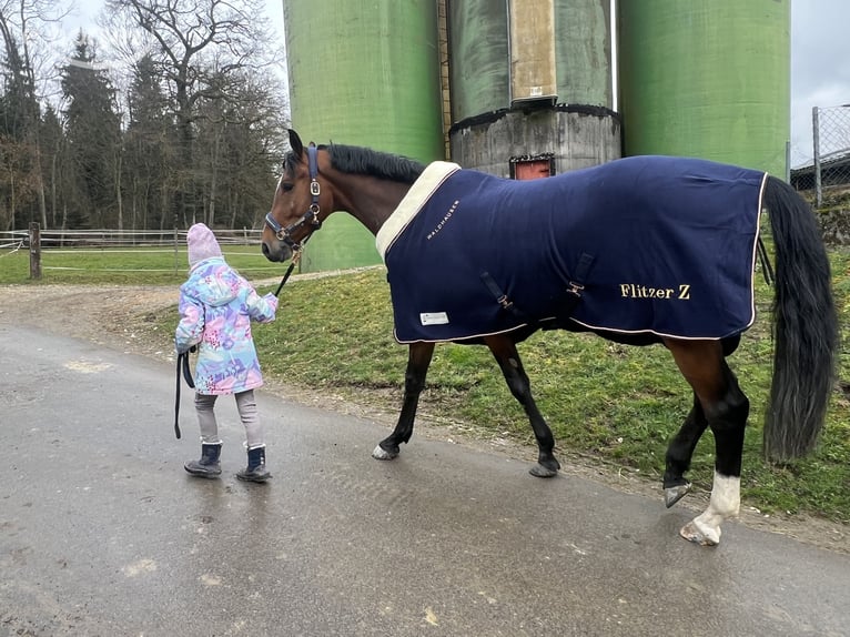 Zangersheider Gelding 5 years 16 hh Brown in Ballmoos