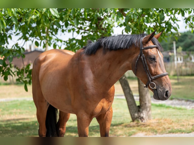Zangersheider Gelding 5 years 16 hh Brown in GROTE-BROGEL