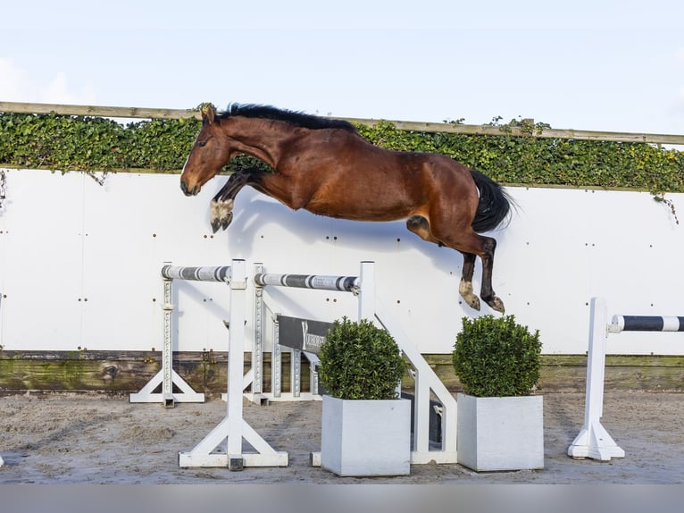 Zangersheider Gelding 5 years 16 hh Brown in Waddinxveen