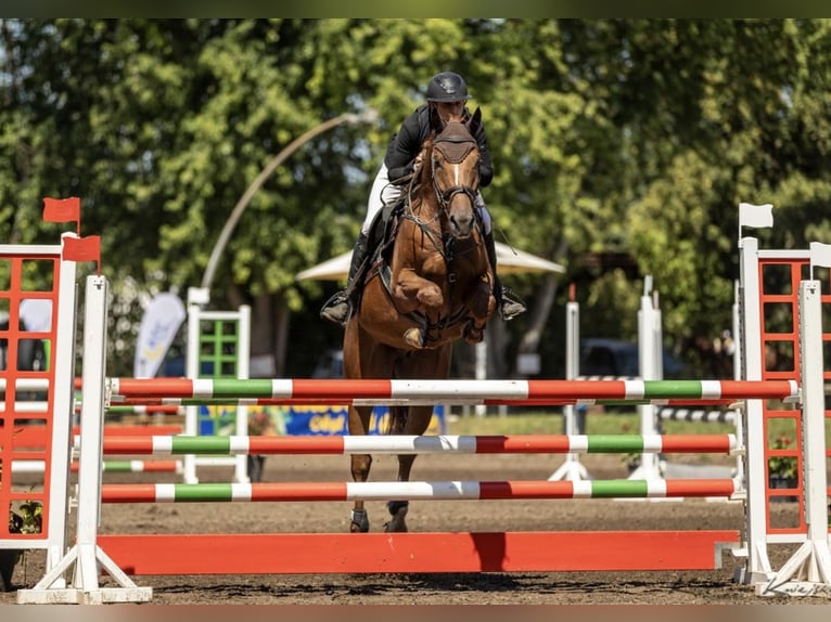 Zangersheider Gelding 5 years 16 hh Chestnut-Red in Seckach