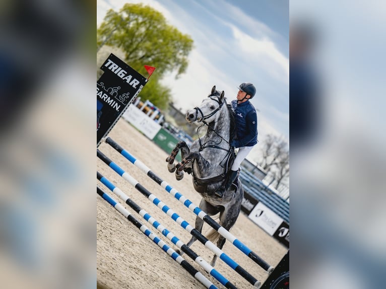 Zangersheider Gelding 5 years 16 hh Grey-Dapple in Nowa Wies Tworowska