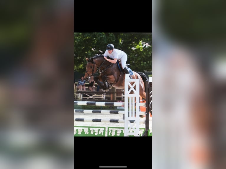 Zangersheider Gelding 5 years 16,1 hh Bay-Dark in Rhede