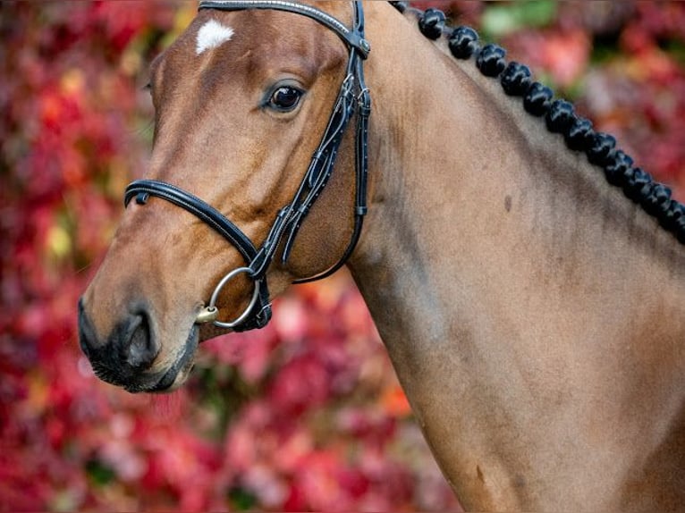 Zangersheider Gelding 5 years 16,1 hh Bay in Chylice-Kolonia