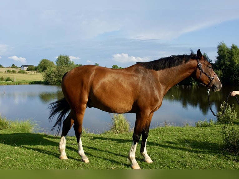 Zangersheider Gelding 5 years 16,1 hh Brown in Jarosławiec
