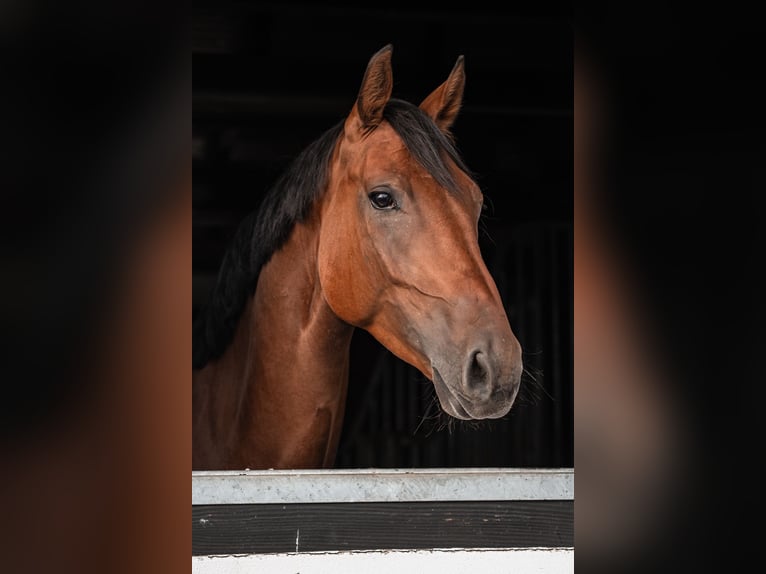 Zangersheider Gelding 5 years 16,1 hh Brown in Rommerskirchen