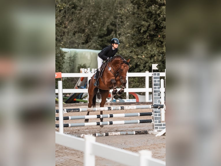 Zangersheider Gelding 5 years 16,1 hh Brown in Rommerskirchen