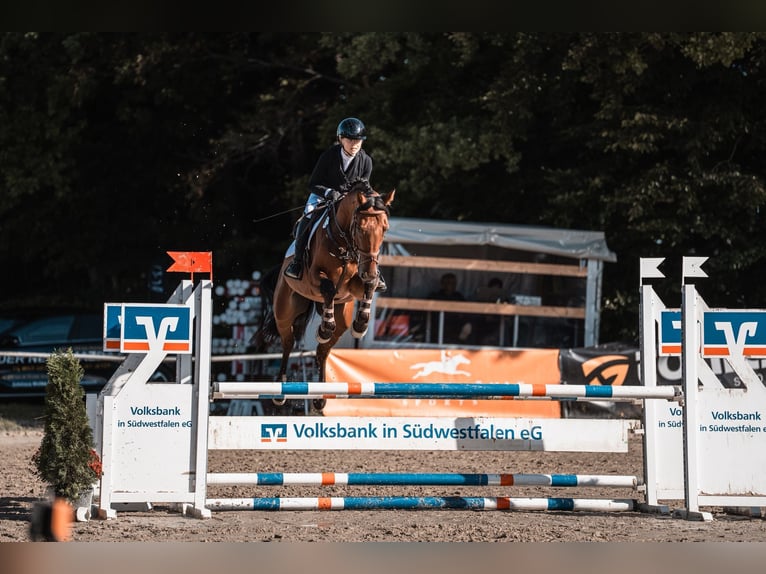 Zangersheider Gelding 5 years 16,1 hh Brown in Rommerskirchen