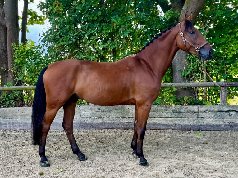 Zangersheider Gelding 5 years 16,1 hh Brown in Rommerskirchen