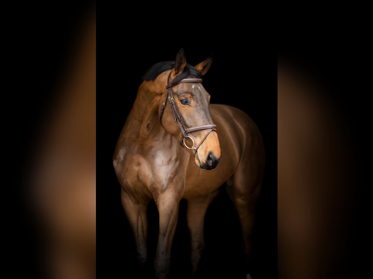 Zangersheider Gelding 5 years 16,1 hh Brown in Goch