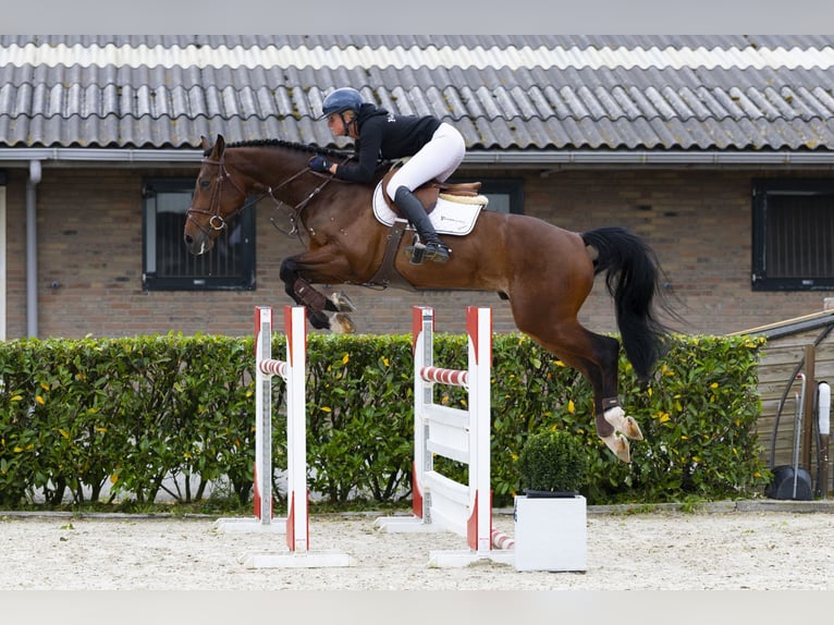 Zangersheider Gelding 5 years 16,1 hh Brown in Waddinxveen