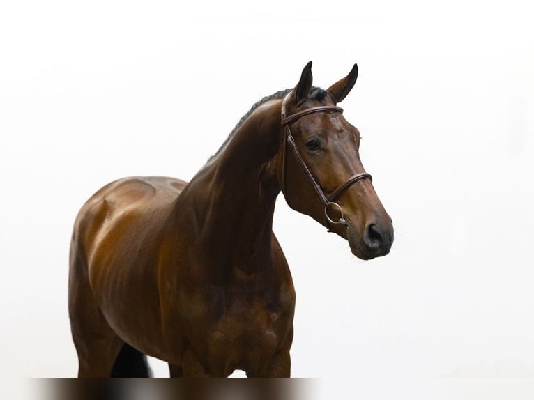 Zangersheider Gelding 5 years 16,1 hh Brown in Waddinxveen