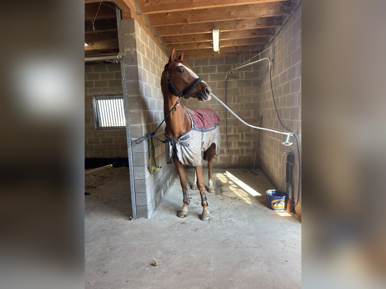 Zangersheider Gelding 5 years 16,1 hh Chestnut-Red in Bütgenbach