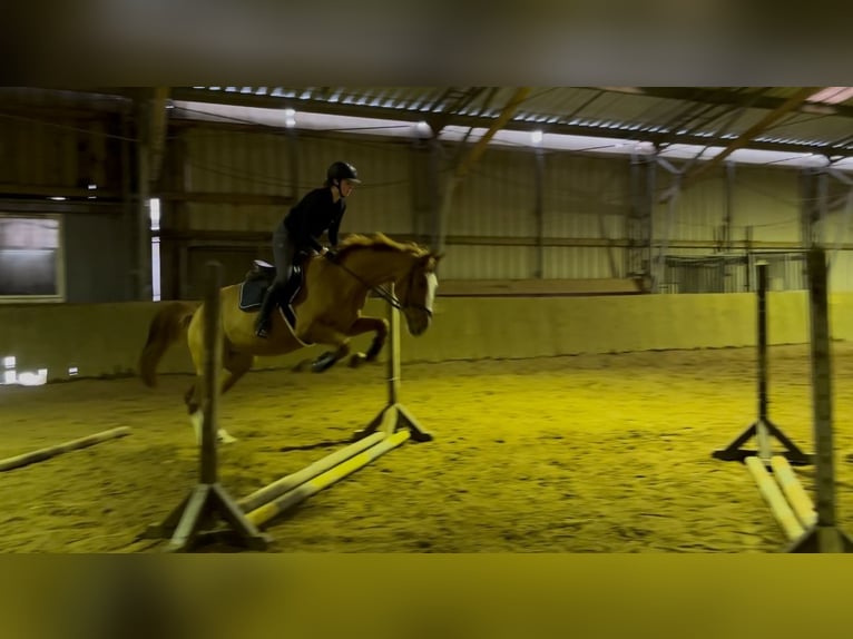 Zangersheider Gelding 5 years 16,1 hh Chestnut-Red in Bütgenbach