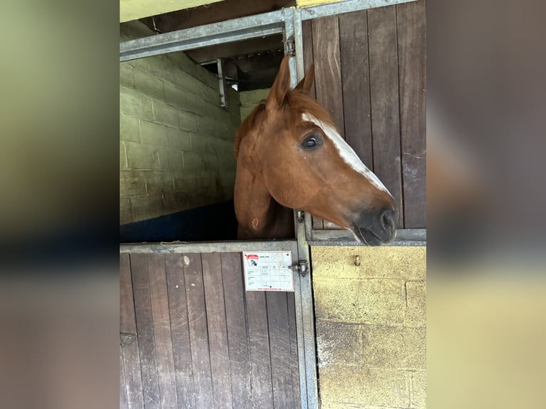 Zangersheider Gelding 5 years 16,1 hh Chestnut-Red in Bütgenbach