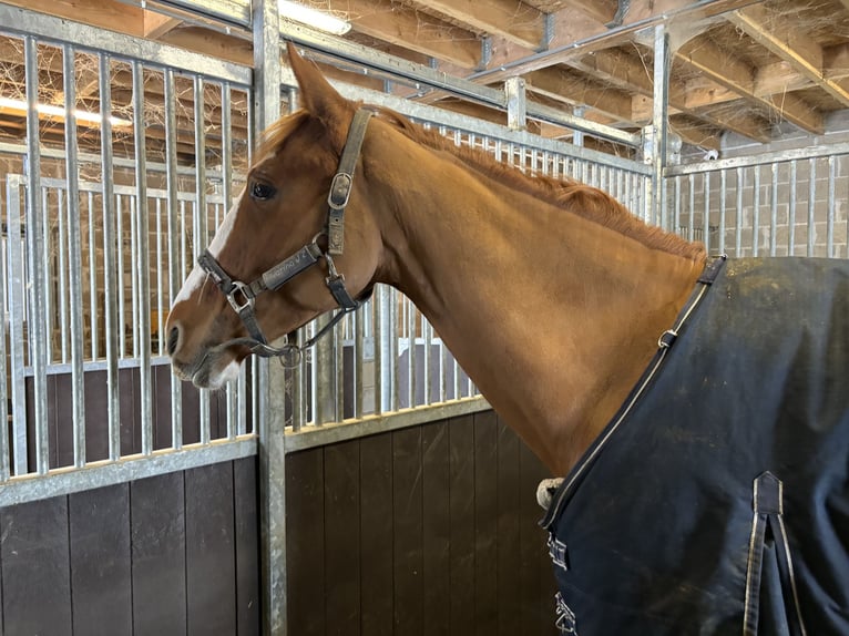 Zangersheider Gelding 5 years 16,1 hh Chestnut-Red in Bütgenbach