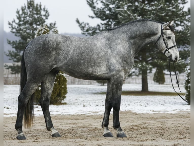 Zangersheider Gelding 5 years 16,1 hh Grey in Mor