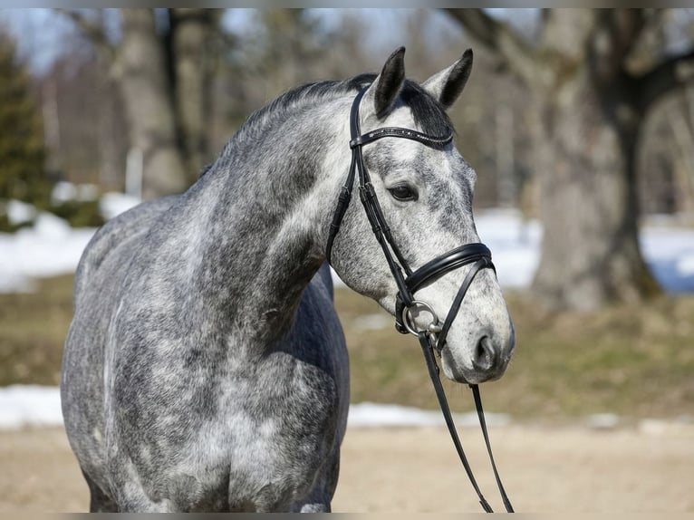 Zangersheider Gelding 5 years 16,1 hh Grey in Mor