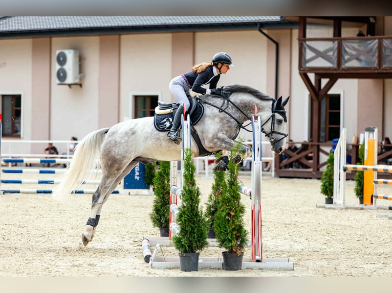 Zangersheider Gelding 5 years 16,1 hh Grey in Radom