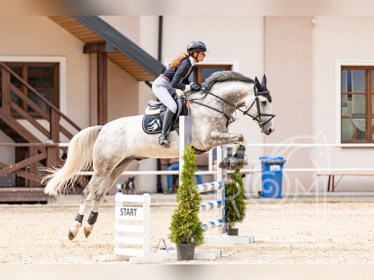 Zangersheider Gelding 5 years 16,1 hh Grey in Radom