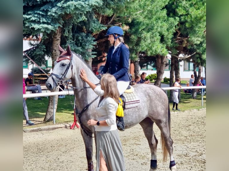 Zangersheider Gelding 5 years 16,1 hh Grey in Brno