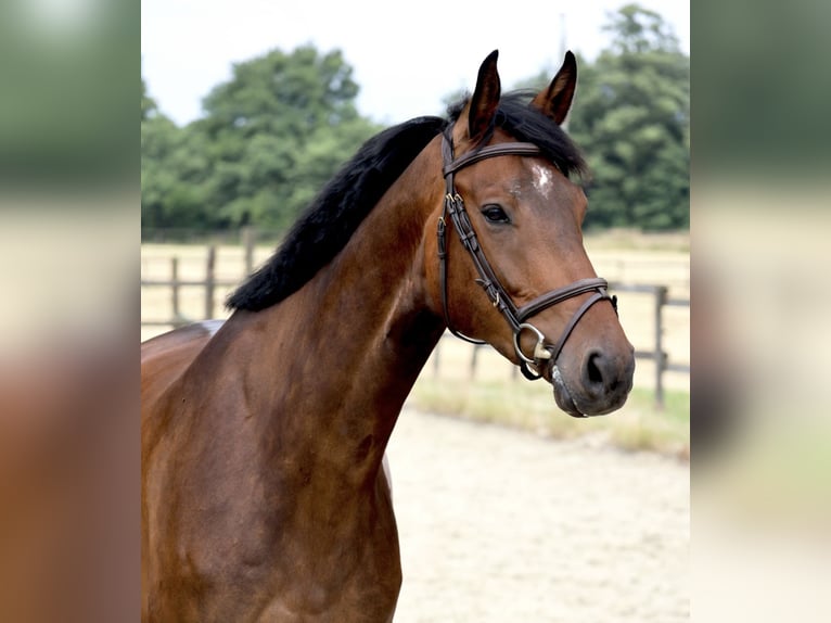 Zangersheider Gelding 5 years 16,2 hh Bay-Dark in Nottuln