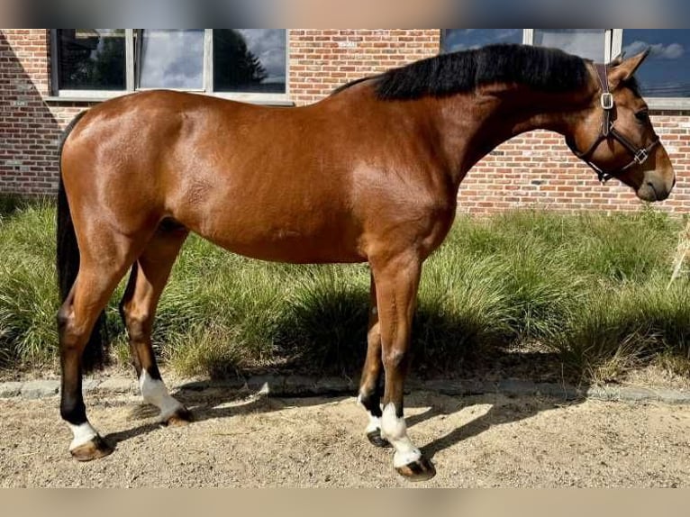 Zangersheider Gelding 5 years 16,2 hh Bay in Bladel