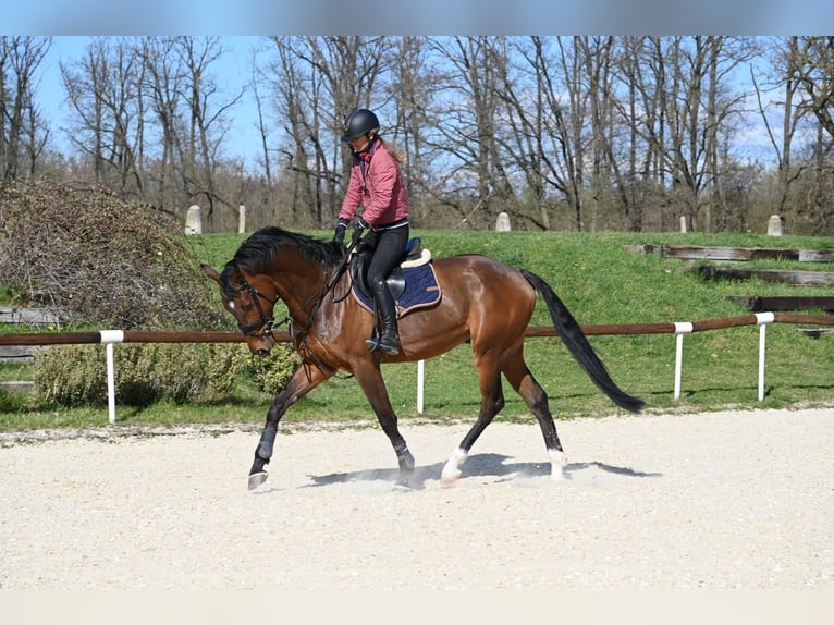 Zangersheider Gelding 5 years 16,2 hh Brown in Brno