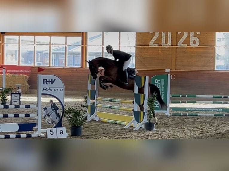 Zangersheider Gelding 5 years 16,2 hh Brown in Fröndenberg