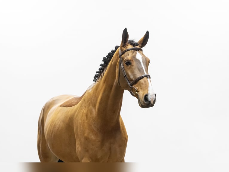 Zangersheider Gelding 5 years 16,2 hh Brown in Waddinxveen