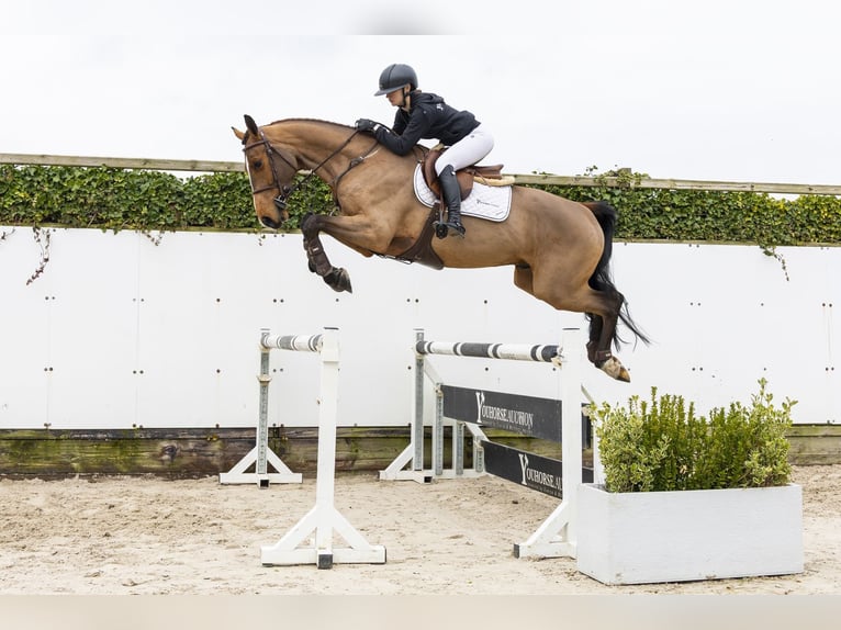 Zangersheider Gelding 5 years 16,2 hh Brown in Waddinxveen