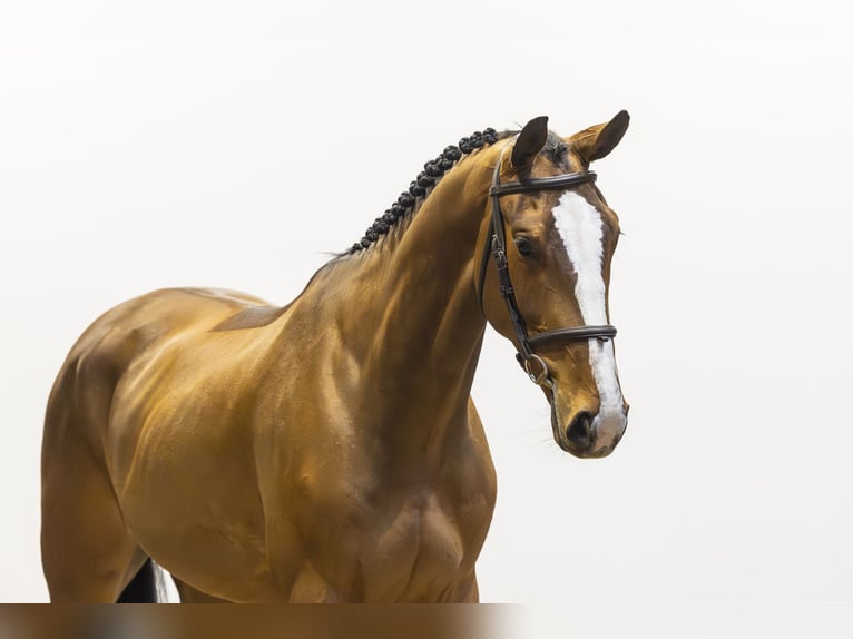 Zangersheider Gelding 5 years 16,2 hh Brown in Waddinxveen