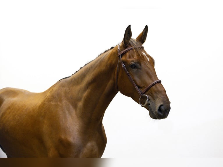 Zangersheider Gelding 5 years 16,2 hh Brown in Waddinxveen
