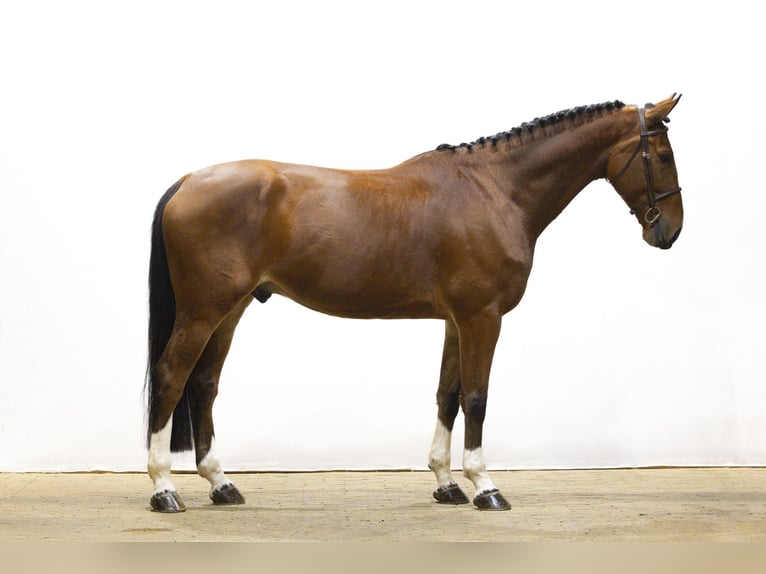 Zangersheider Gelding 5 years 16,2 hh Brown in Waddinxveen Zangersheider Gelding 5 years 16,2 hh Brown in Waddinxveen