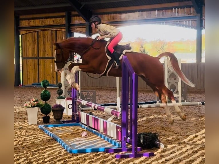 Zangersheider Gelding 5 years 16,2 hh Chestnut-Red in GROTE-BROGEL