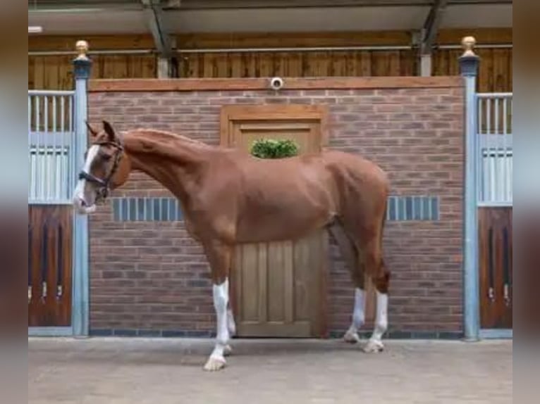 Zangersheider Gelding 5 years 16,2 hh Chestnut-Red in GROTE-BROGEL