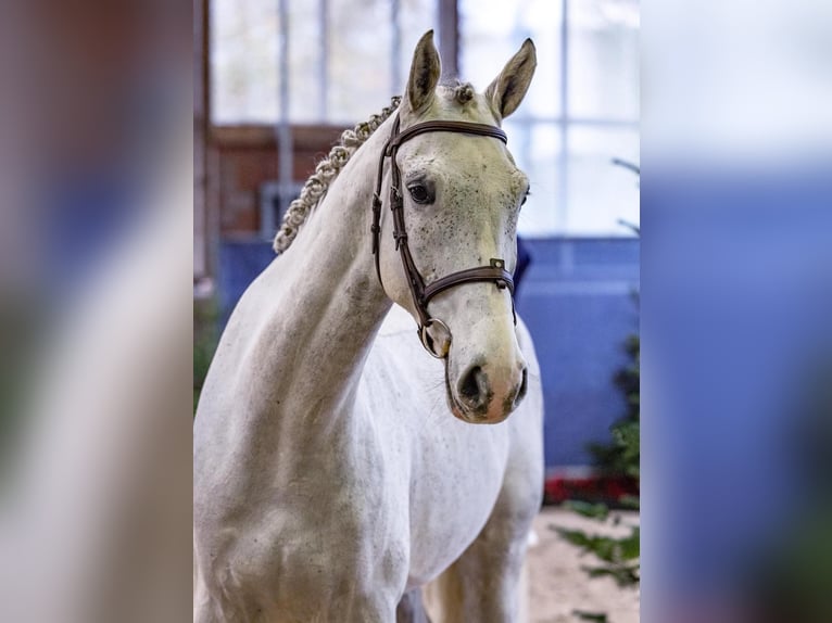 Zangersheider Gelding 5 years 16,2 hh Grey in Diepholz