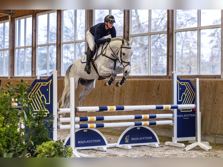 Zangersheider Gelding 5 years 16,2 hh Grey in Diepholz