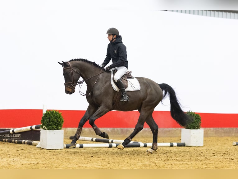 Zangersheider Gelding 5 years 16,2 hh in Waddinxveen