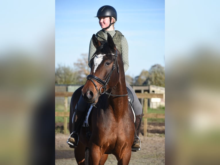 Zangersheider Gelding 5 years 16,3 hh Bay-Dark in Achtmaal