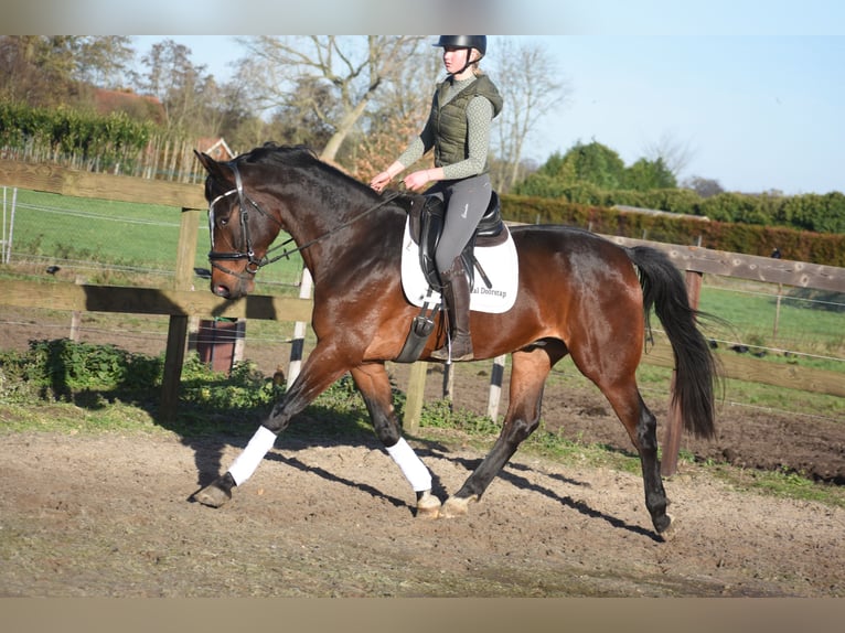 Zangersheider Gelding 5 years 16,3 hh Bay-Dark in Achtmaal
