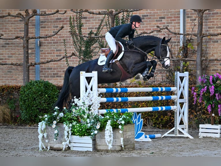 Zangersheider Gelding 5 years 16,3 hh Bay-Dark in Bladel