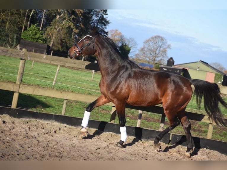 Zangersheider Gelding 5 years 16,3 hh Bay-Dark in Achtmaal