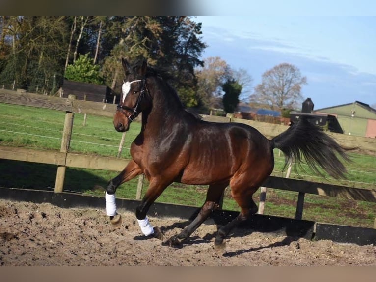 Zangersheider Gelding 5 years 16,3 hh Bay-Dark in Achtmaal