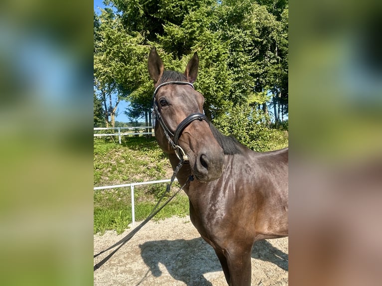 Zangersheider Gelding 5 years 16,3 hh Bay-Dark in Pelmberg