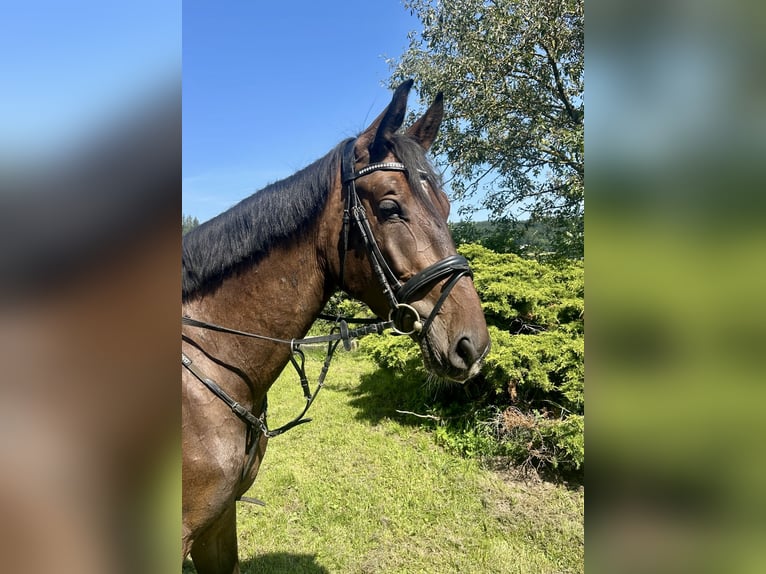 Zangersheider Gelding 5 years 16,3 hh Bay-Dark in Pelmberg