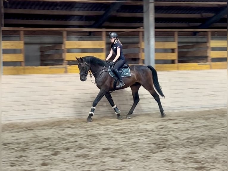 Zangersheider Gelding 5 years 16,3 hh Bay-Dark in Pelmberg