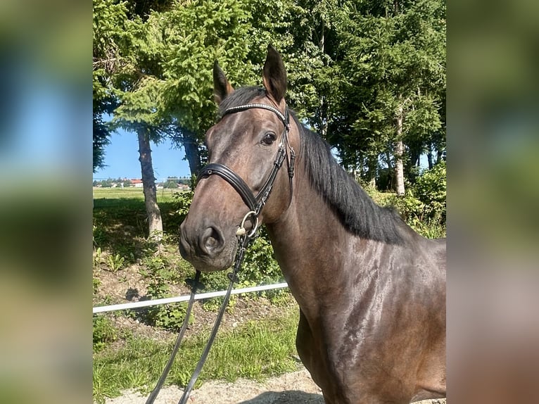 Zangersheider Gelding 5 years 16,3 hh Bay-Dark in Pelmberg