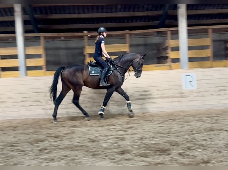 Zangersheider Gelding 5 years 16,3 hh Bay-Dark in Pelmberg